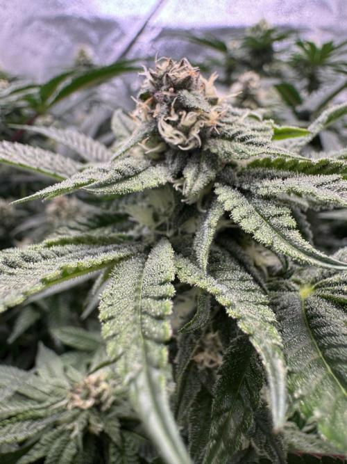 Forbitten Blueprint. Week 10