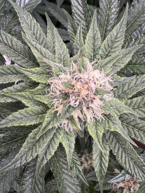 Forbitten Blueprint. Week 10