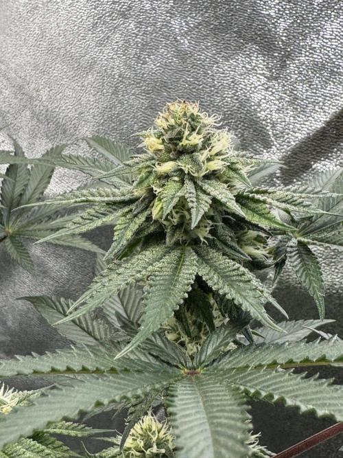 Forbitten Blueprint. Week 10