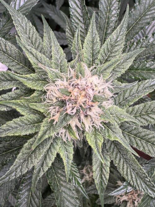 Forbitten Blueprint. Week 10