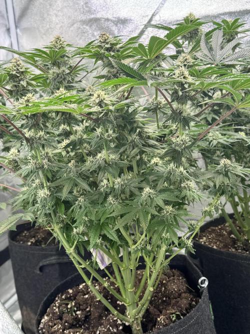 Forbitten Blueprint. Week 10