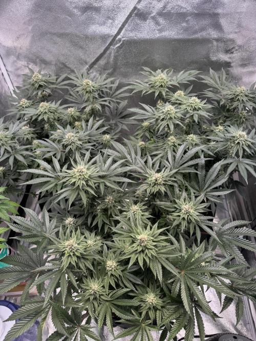 Forbitten Blueprint. Week 10