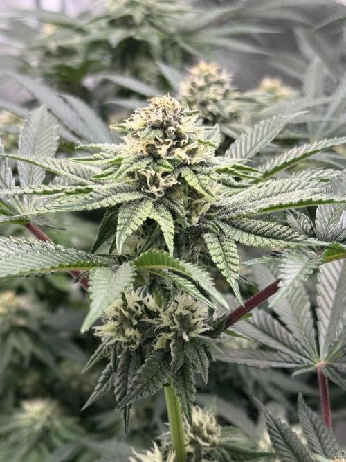 Forbitten Blueprint. Week 10