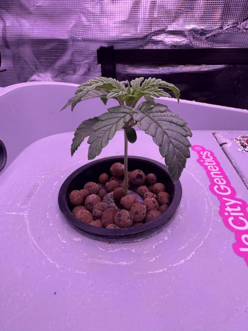 Hydro. Week 3
