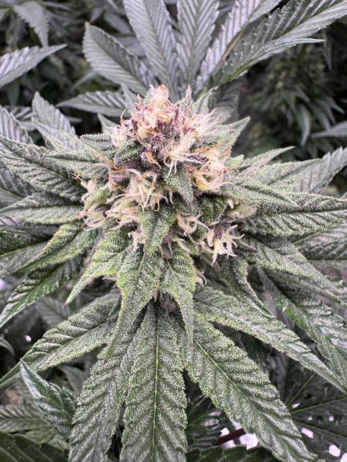 Forbitten Blueprint. Week 11