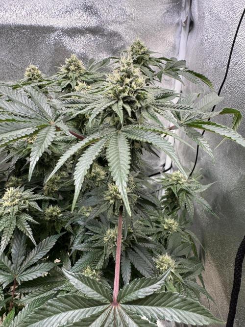 Forbitten Blueprint. Week 11