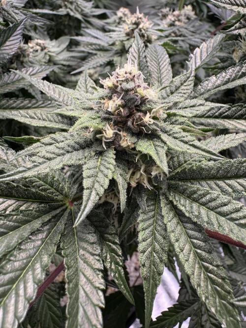 Forbitten Blueprint. Week 11