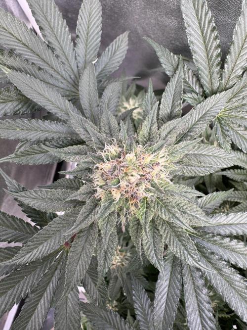 Forbitten Blueprint. Week 11