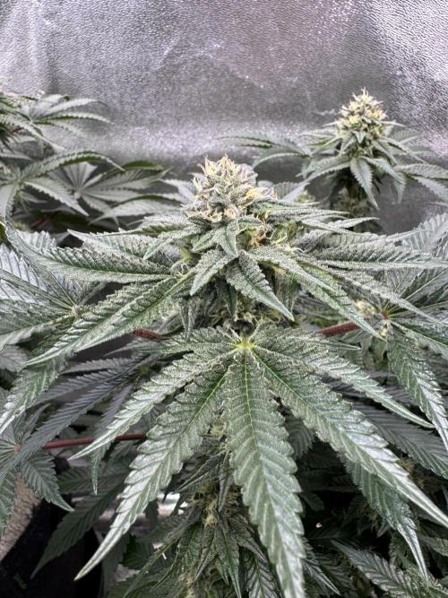 Forbitten Blueprint. Week 11