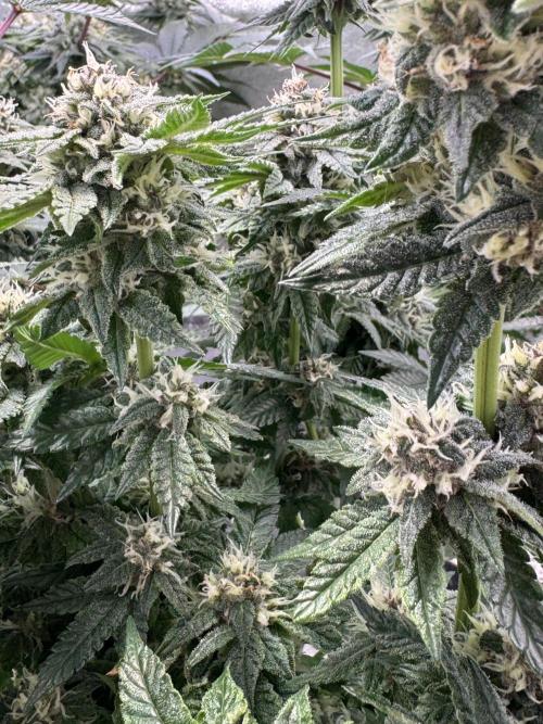 Forbitten Blueprint. Week 11