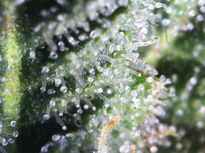 Forbitten Blueprint. Week 11