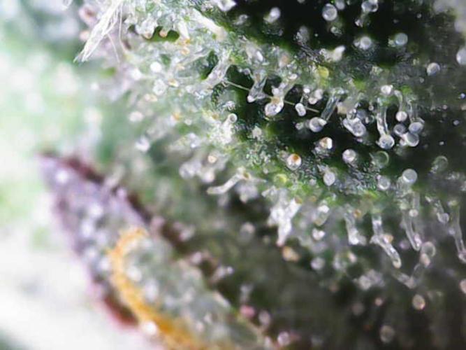 Forbitten Blueprint. Week 11