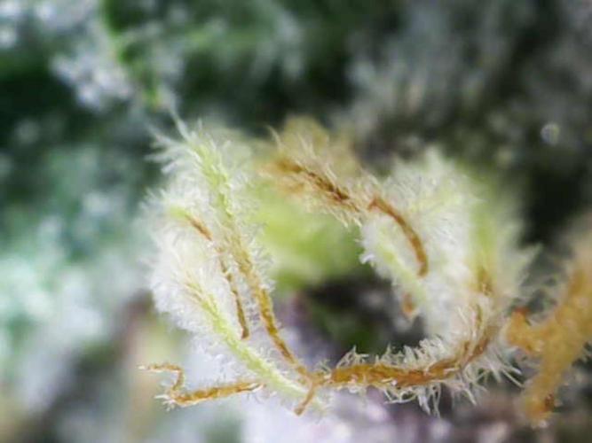 Forbitten Blueprint. Week 11