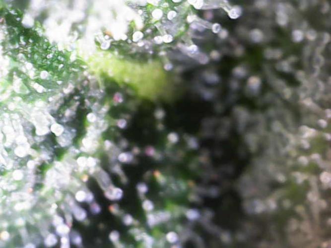 Forbitten Blueprint. Week 11