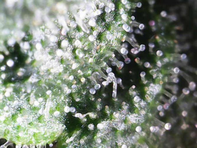 Forbitten Blueprint. Week 11