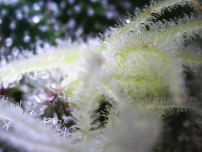 Forbitten Blueprint. Week 11