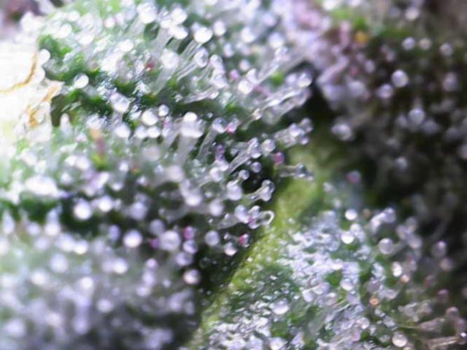 Forbitten Blueprint. Week 11