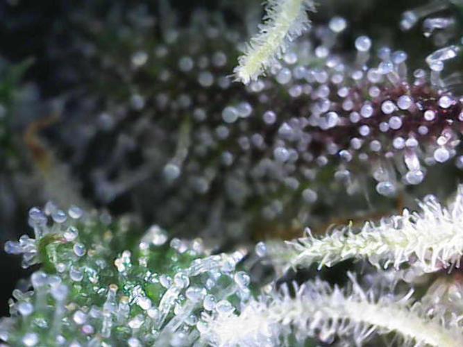 Forbitten Blueprint. Week 11