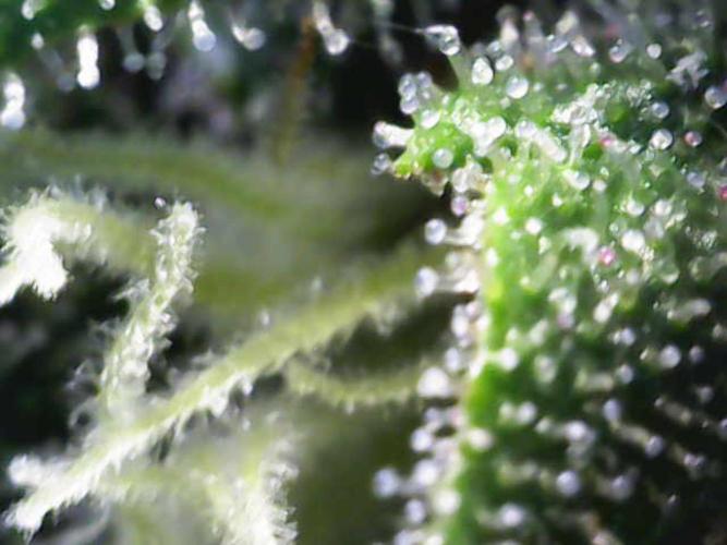 Forbitten Blueprint. Week 11