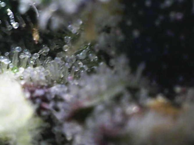 Forbitten Blueprint. Week 11