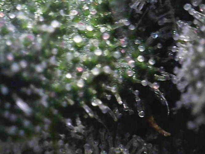 Forbitten Blueprint. Week 11