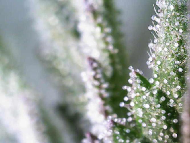 Forbitten Blueprint. Week 11