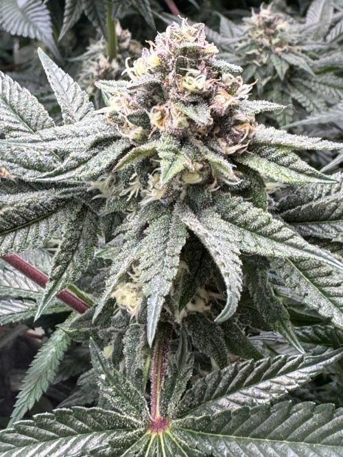 Forbitten Blueprint. Week 11