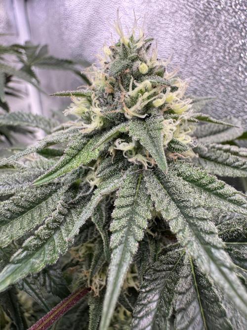 Forbitten Blueprint. Week 11