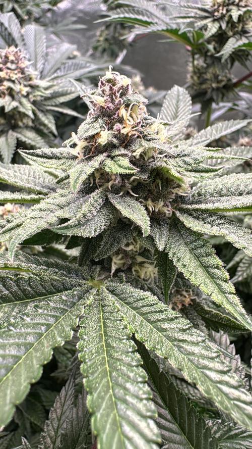 Forbitten Blueprint. Week 11