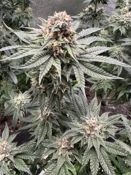 Forbitten Blueprint. Week 12