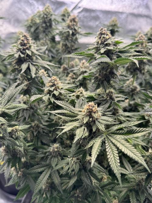 Forbitten Blueprint. Week 12