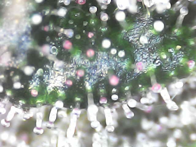 Forbitten Blueprint. Week 12