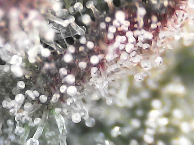 Forbitten Blueprint. Week 12