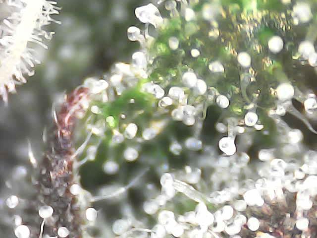 Forbitten Blueprint. Week 12