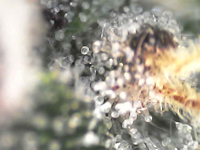 Forbitten Blueprint. Week 12