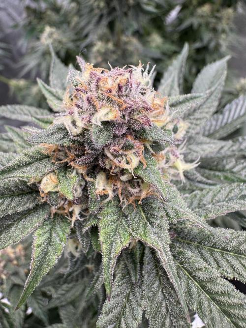 Forbidden Blueprint. Week 12