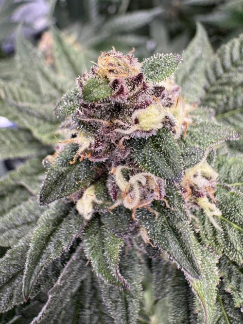 Forbidden Blueprint. Week 12