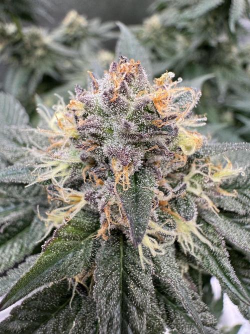 Forbidden Blueprint. Week 12