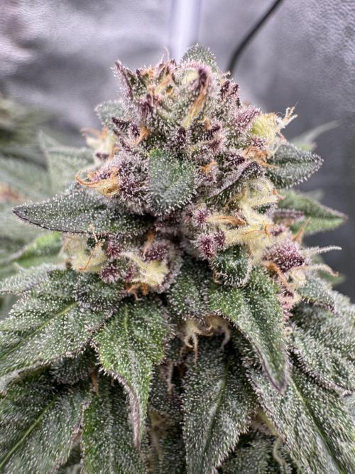 Forbidden Blueprint. Week 12