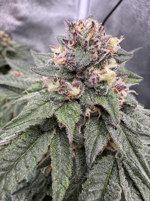 Forbidden Blueprint. Week 12