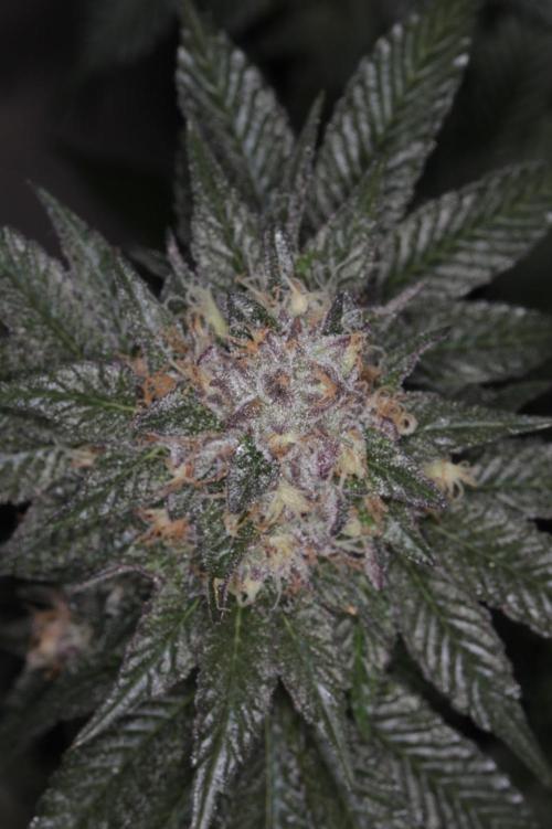 Forbidden Blueprint. Week 12