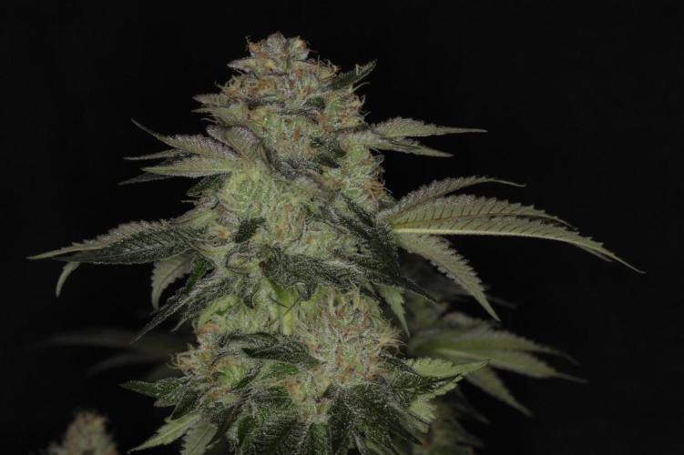 Forbidden Blueprint. Week 12