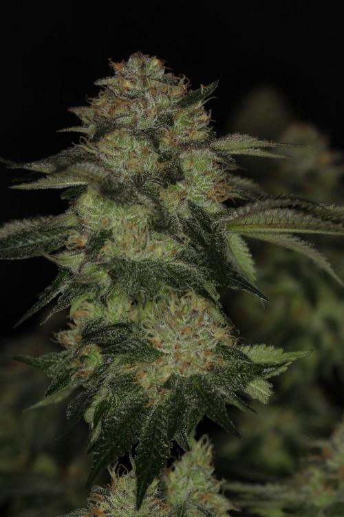 Forbidden Blueprint. Week 12