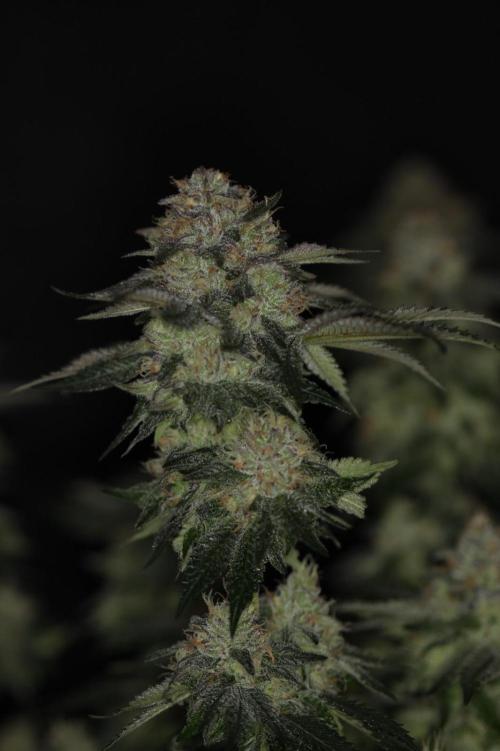 Forbidden Blueprint. Week 12