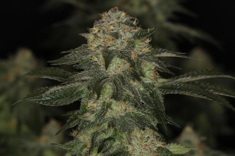 Forbidden Blueprint. Week 12