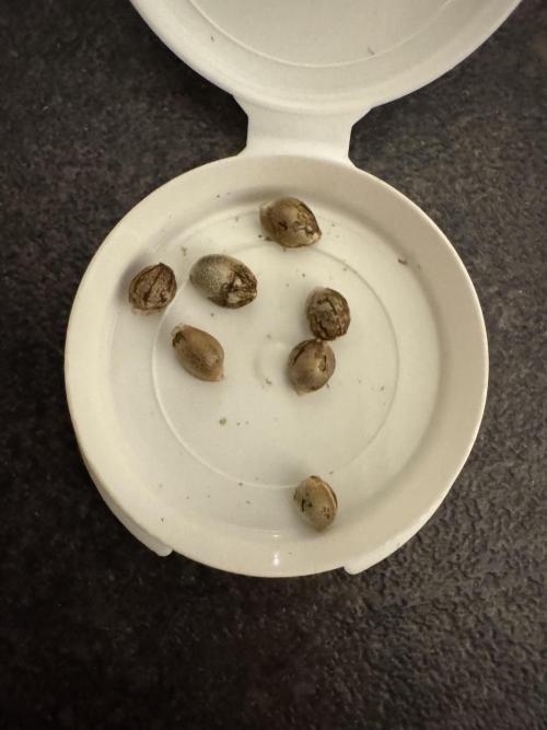 Dantes Inferno. Week 0