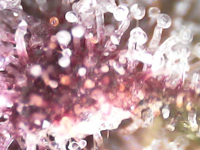 Forbidden Blueprint. Week 12