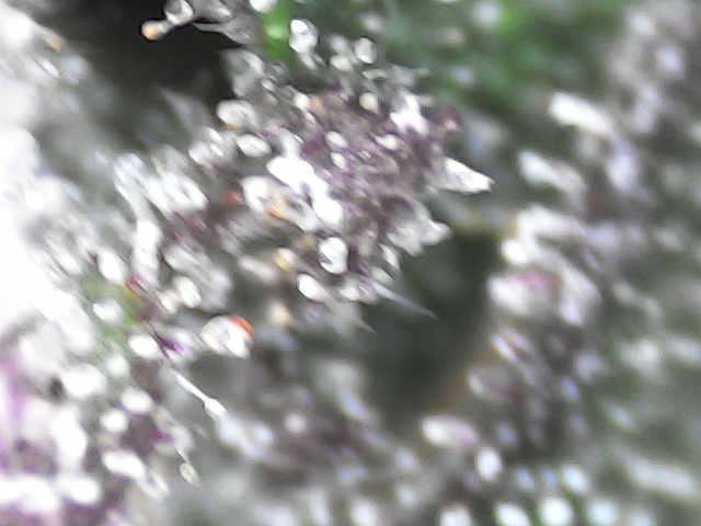 Forbidden Blueprint. Week 12