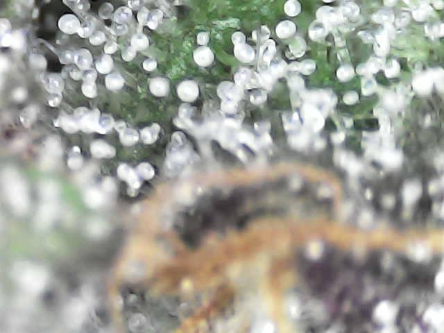 Forbidden Blueprint. Week 12