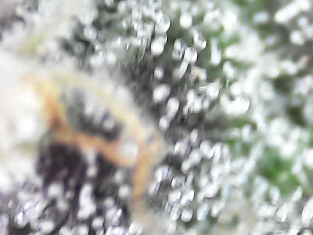 Forbidden Blueprint. Week 12